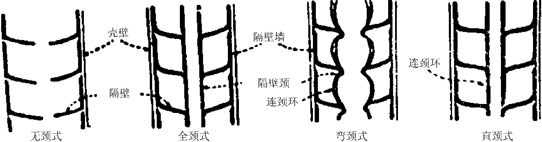 第一节 头足类的形态和构造